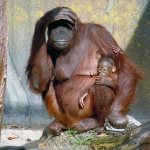 Погашение ипотеки материнским капиталом через МФЦ,обезьяна с детенышем смотрит в даль