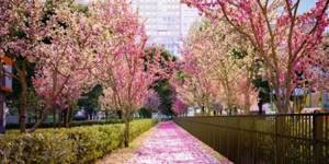 «Румянцево-Парк», цветущая сакура